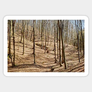 Landscape with beech forest on springtime Sticker